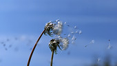 Dandelion seed heads in the wind