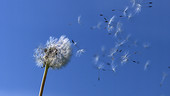 Dandelion seed head in the wind