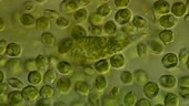 Euglena, diatom and algae