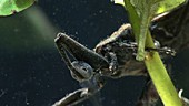 Water scorpion and tadpole