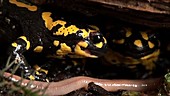 Fire salamanders