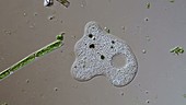 Amoeba proteus protozoan