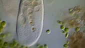 Ciliate protozoa feeding