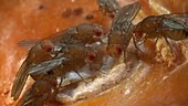 Drosophila fruit flies