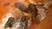 Drosophila melanogaster flies