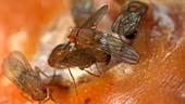 Drosophila fruit flies