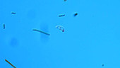 Euglena protozoan
