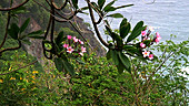 Plants on a coastal cliff