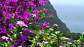 Bougainvillea at the coast