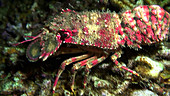 Slipper lobster
