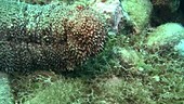 Furry sea cucumber