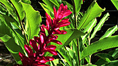 Red torch banana flower