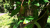 Mango in tree