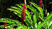 Red torch banana flower