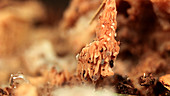 Fungus in rotten beech