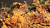 Fungi launching spores