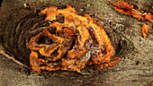 Fungus on rotten beech