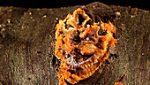 Fungus on rotten beech