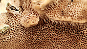 Fungus pores