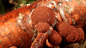 Hypoxylon fungus on dead wood