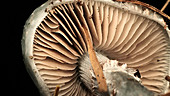 Fungus gills