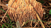 Coral fungus in spruce forest