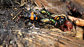 Sexton beetles and greenbottles