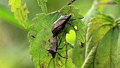 Brown stink bugs mating