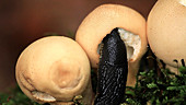 Slug feeding on a puffball