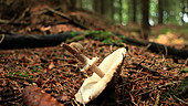 Slug on a dead mushroom
