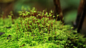 Moss with sporophytes