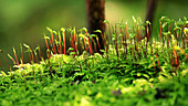 Moss with sporophytes