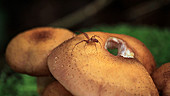 Spider on brown fungus