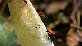 Red-breasted carrion beetle