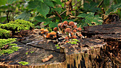 Mica cap mushrooms on tree stump