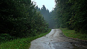 Forest road in rain