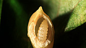 Insect larva in its gall