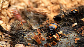 Sexton beetles on dead mole