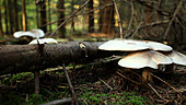 Entoloma mushrooms