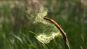 Great reedmace pollen, high-speed