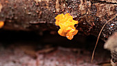 Tremella fungus