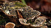 Trametes fungi