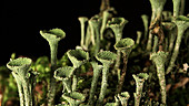 Cup lichen on spruce