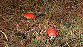 Fly agaric mushrooms