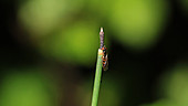 Fly on rough horsetail