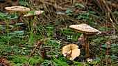 Leucoagaricus mushrooms