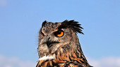 European eagle owl