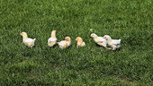 Chicks on grass