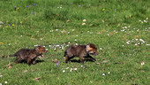 Red fox cubs playfighting