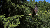 Bald eagle taking off